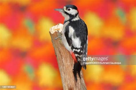 55 Indian Woodpecker Stock Photos, High-Res Pictures, and Images ...