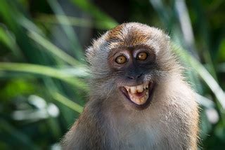 Smiling Macaca fascicularis, Crab-eating macaque - Tarutao… | Flickr