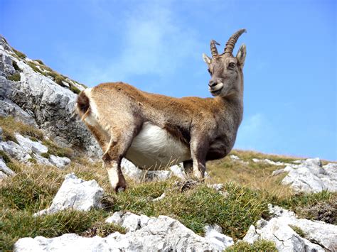 Free Images : nature, animal, wildlife, wild, horn, high, mammal, alpine, rocky, fauna, mountain ...