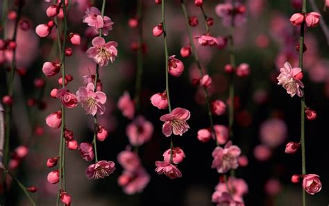 Nature Spring Blossoms Pink Sakura decorative cherry blossoms and their flowers 4K HD Desktop ...