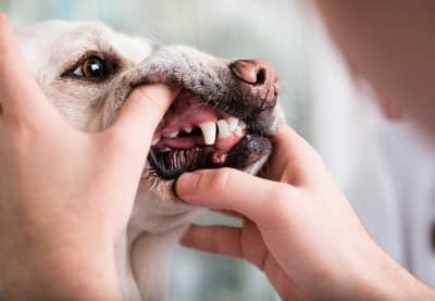 Is It Normal For Dogs Gums To Bleed While Chewing On A Bone