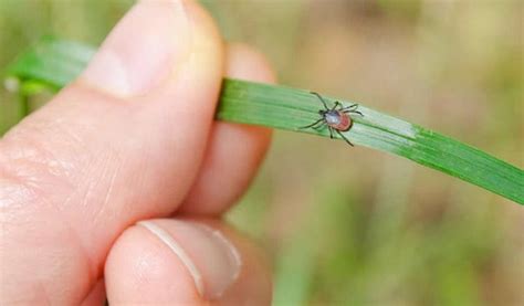 Tick Prevention for Yard to Protect from Unwanted Pests - Petsepark.com