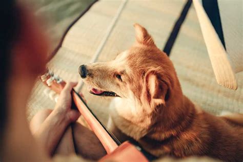 Does Music Actually Calm Dogs