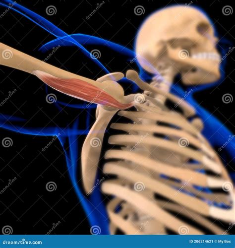 Coracobrachialis Muscle Anatomy for Medical Concept 3D Illustration Stock Illustration ...