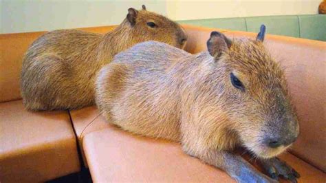 Meet the cafe in Japan where customers interact with 2 large capybaras