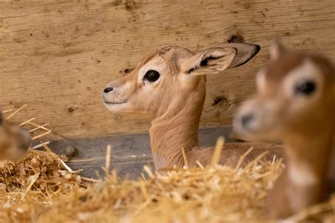 Cute baby gazelles born at Columbus Ohio zoo