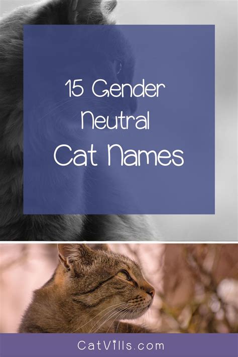 15 Unique & Adorable Unisex Cat Names | Cat names, Cats, Pets cats