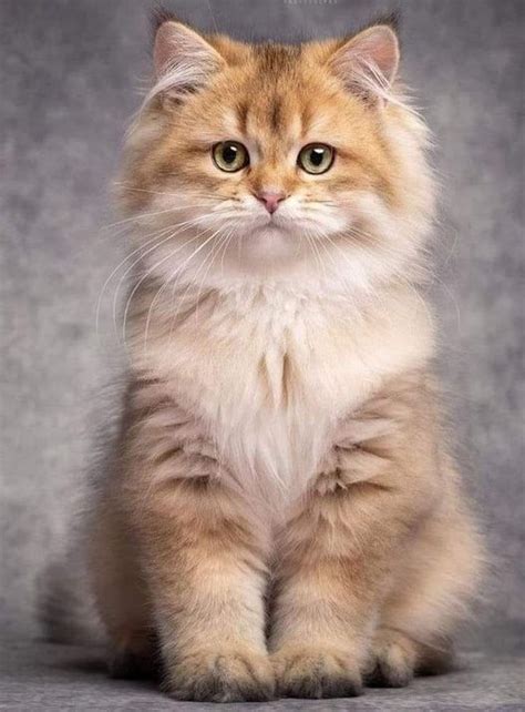 The 10 Most Beautiful Cat Breeds em 2023 | Gatinhos adoráveis, Gatos cinzentos, Gatinhos fofos