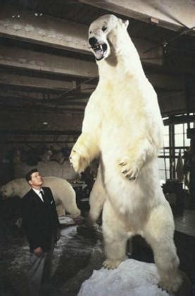 Biggest polar bear - Zooologist