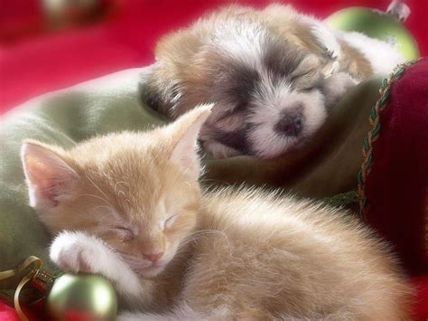 Sleeping Cat And Dog Wallpaper