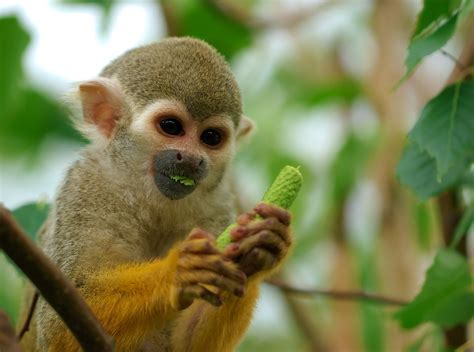 Download Bokeh Monkey Animal Squirrel Monkey HD Wallpaper