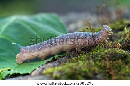 Palmer-worm Stock Photos, Royalty-Free Images & Vectors - Shutterstock