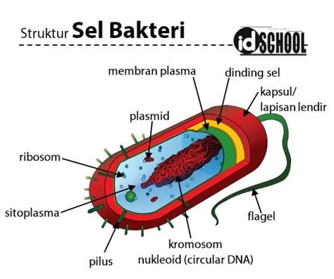 10 Komponen Penyusun Struktur Sel Bakteri dan Fungsinya – idschool.net