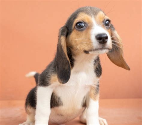 Beagle puppies up for adoption in Massachusetts after being removed ...