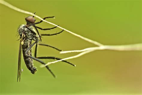 Mosquito | Mosquito posado en una ramita | Ramón Portellano | Flickr