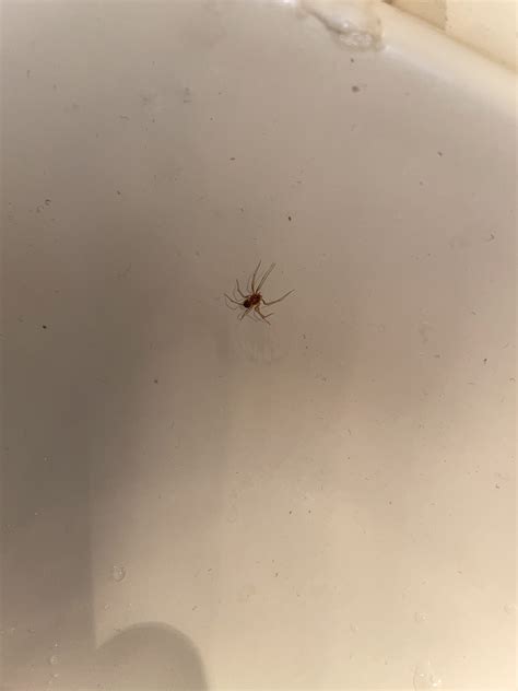 Unidentified spider in Sydney, Australia