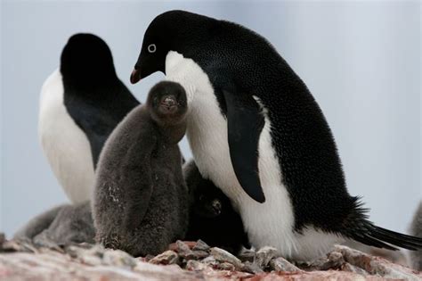 'Devastating' penguin breeding that left TWO chicks alive in colony of 36,000 described as ...