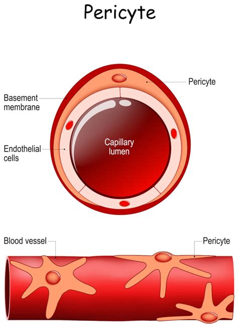 Cell of the Month: Pericytes