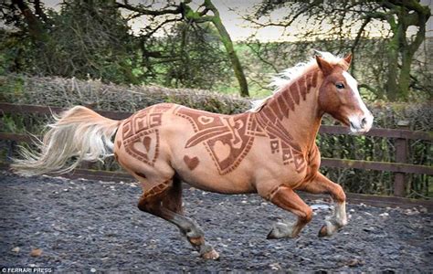 Horse clipper becomes sensation after trimming a series of complex designs | Daily Mail Online