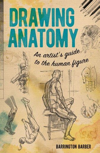 Drawing Anatomy: An Artist's Guide To The Human Figure, Book by Barrington Barber (Paperback ...