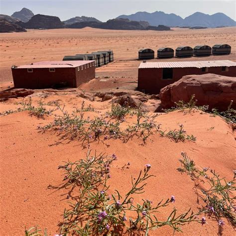 Our Bedouin Camp - Wadi Rum Bedouin Guide