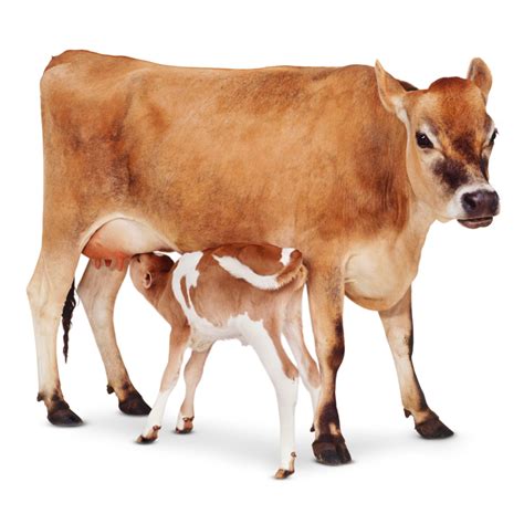 Cow Facts, Types Of Cows, Beef Cow, Human Milk, Facts For Kids, Baby Cows, Photo Background ...