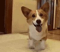 Dancing Dog Gif Couch