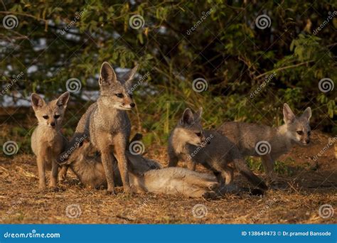 Indian fox stock image. Image of pups, ground, grassland - 138649473