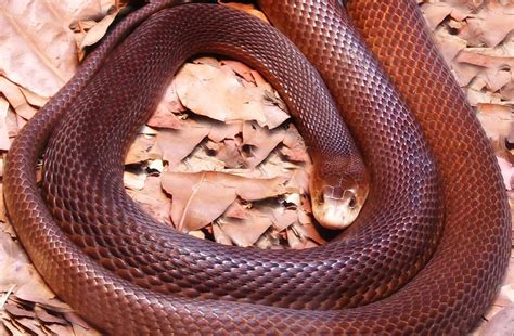 First Aid for Coastal Taipan Snake Bite