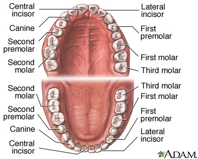 Teeth Anatomy