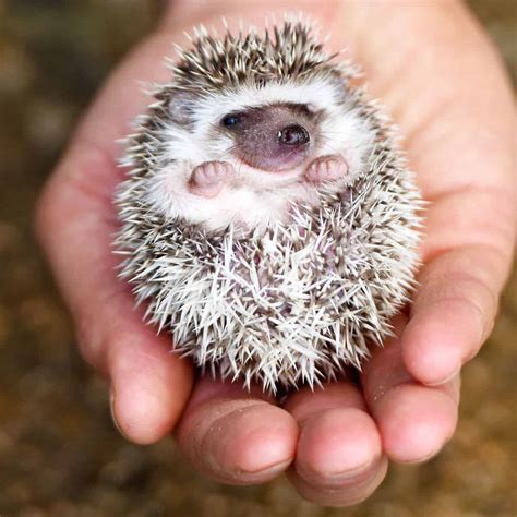 Breeding Hedgehogs - Everything You Need to Know - The Pet Savvy