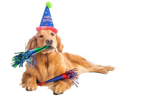 Birthday Dog PNG Transparent Birthday Dog.PNG Images. | PlusPNG