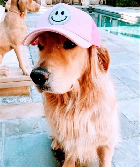 𝗣𝗥𝗘𝗣𝗣𝗬 𝗗𝗢𝗚𝗦 🌊🌞🏄‍♀️ | Preppy dog, Really cute dogs, Cute baby animals