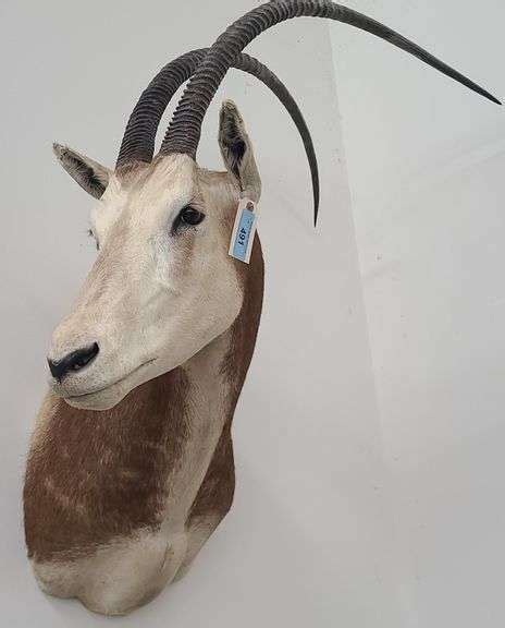 African Antelope Head Mount - Kramer Auction LLC