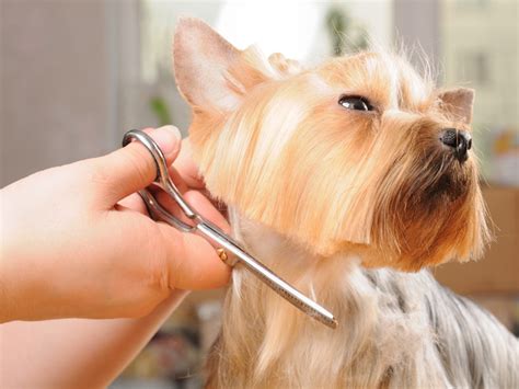 How To Cut A Shih Tzu Tail - Trimming A Shih Tzu Tail