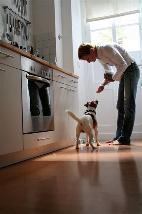 Hardwood Flooring Tips for Dog Owners - Mahogany, Inc.