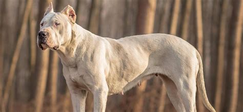 Dogo Argentino Puppies for Sale | Greenfield Puppies