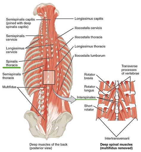 Intrinsic Back Muscles - Anatomy of the Torso | Medical Library