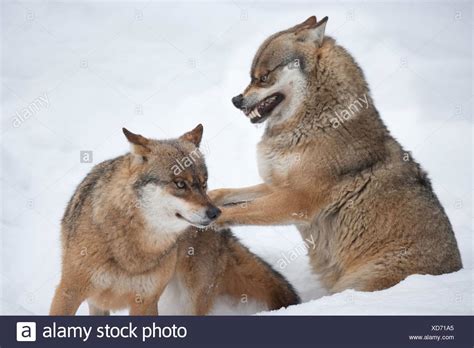 Gray Wolf Dominance Behavior Stock Photos & Gray Wolf Dominance ...