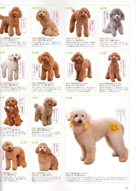 Image detail for -Share poodle grooming styles here | Poodle grooming ...