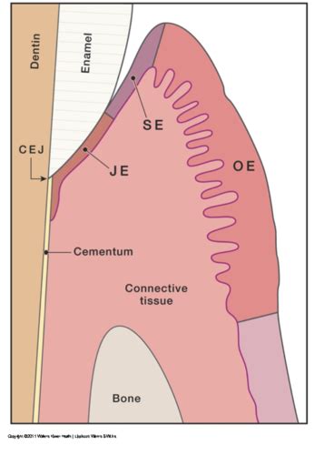 Microanatomy of the Periodontium Flashcards | Quizlet