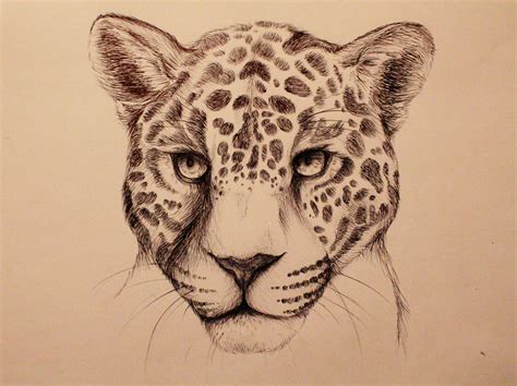 Jaguar Animal Drawing at PaintingValley.com | Explore collection of ...