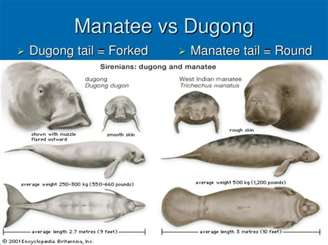 PPT - Manatees & Dugongs PowerPoint Presentation, free download - ID:4522930