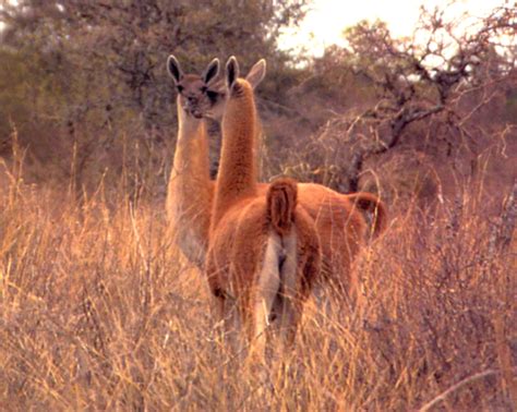 Parques Nacionales del Paraguay: ECOREGIÓN CHACO SECO