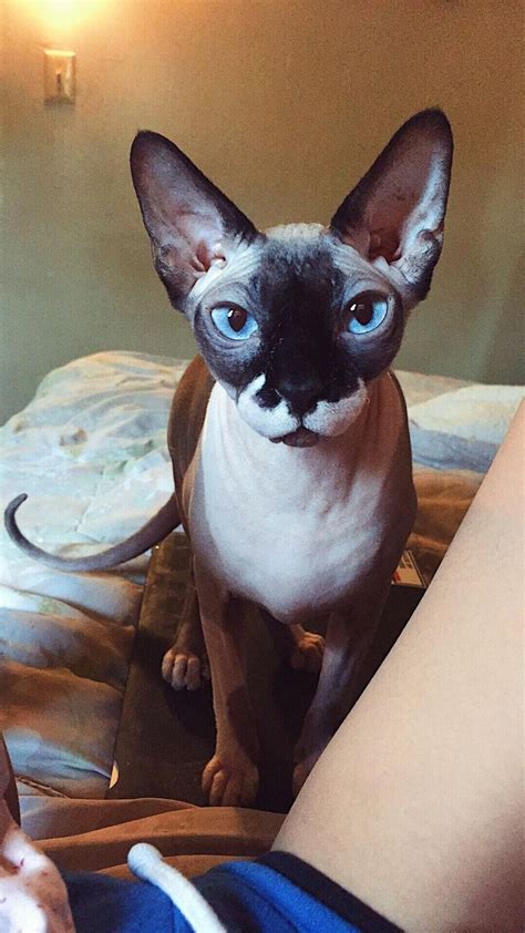 Meet Jiggly Puff, my sphynx cat (: Previous owners named her bc she was ...