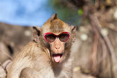 Stupid Monkey Pictures Stock Photos, Pictures & Royalty-Free Images - iStock