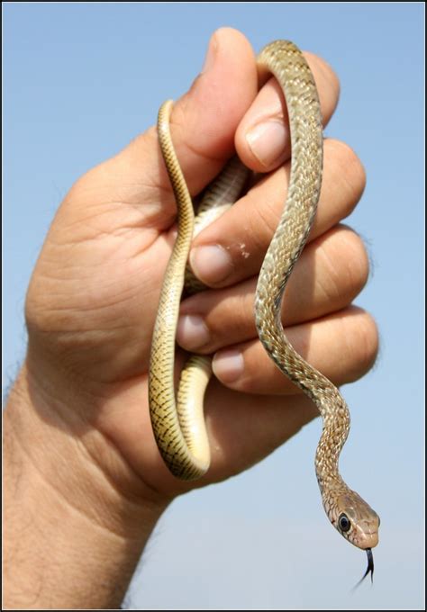 Rat Snake (Young) | A Young Rat Snake in India. This snake w… | Flickr