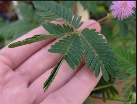 Sensitive Plant Seeds: Animated Plant Mimosa Pudica Sleepy - Etsy Canada