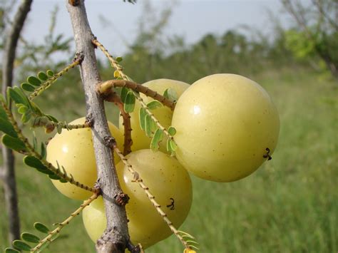 Gift of Nature: Health Benefits of Amalaki