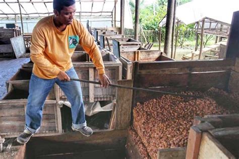 Cacao touted as potential growth driver for farm sector - BusinessWorld